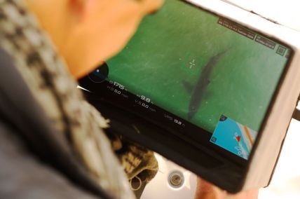 Drone photographer Carlos Gauna works with his wife Andressa Gauna to capture video of great white sharks along the Santa Barbara County coast.