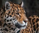 Florida Man Clawed by Jaguar After Crossing Zoo Barrier