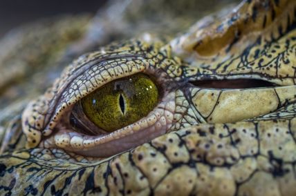 Florida Elderly Woman Killed After Falling Into Pond Near Home, Attacked by Two Alligators
