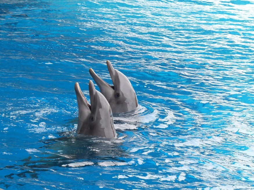 Dolphins