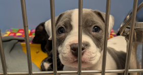 Dearborn Animal Shelter is raising money for homeless dogs