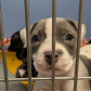 Dearborn Animal Shelter is raising money for homeless dogs