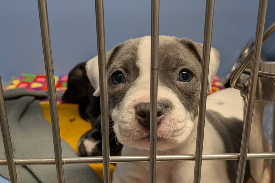 Dearborn Animal Shelter is raising money for homeless dogs